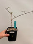 Cyphostemma elephantpus 5" Pot 1