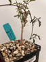 Cyphostemma elephantpus 5" Pot 2
