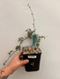 Cyphostemma elephantpus 5" Pot 4