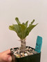 Pachypodium lealii lealii 3.5" Pot