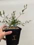 Operculicarya pachypus 6" Pot I - Seedgrown here at BW!