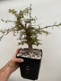 Operculicarya decaryi 6" Pot F - Seedgrown here at BW! 8-10 years old! Grown hard for bonsai!