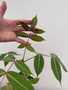 Commiphora capuronii 6" Pots - Rare Madagscar Commiphora with thick trunk and pink coloration!