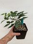Adenia monadelpha 5" Pot - Seedgrown here at BW!