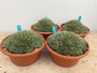 Deuterocohnia brevifolia 10" Bowl