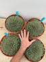 Deuterocohnia brevifolia 10" Bowl