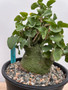 Adenia spinosa 1 Gallon Pot C