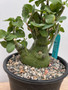 Adenia spinosa 1 Gallon Pot C