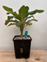 Euphorbia viguieri ankarafantsiensis 6" Pot B