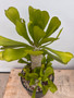 Euphorbia poissonii 3 Gallon Pot