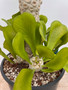 Euphorbia poissonii 3 Gallon Pot
