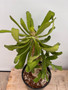Euphorbia venifica 3 Gallon Pot