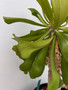 Euphorbia venifica 3 Gallon Pot