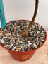 Ficus tettensis 6" Pot B