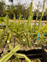 Cissus quadrangularis 3.5" Pots - WS
