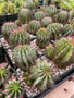 Euphorbia polygona 3.5" Pots - WS