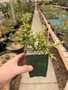 Euphorbia stenoclada 3.5" Pots - WS
