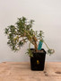Sedum frutescens 5" Pot B