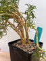 Sedum frutescens 5" Pot B