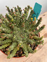 Euphorbia "Medusoid Hybrid" 6" Pot C