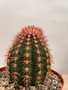 Melocactus aguirre 8" Pot