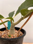 Fockea multiflora 1 Gallon Pot