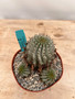 Euphorbia hybrid 6" Pot 3