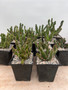 DAILY DEAL - Euphorbia squarrosa 5" Pots