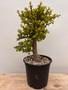 Portulacaria afra 'Cork Bark' - 1 Gallon Pot C - 6 year old cuttings from plants from Frank Yee!