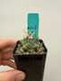 Thelocactus rinconensis 2" Pot - Lightly variegated seedling!