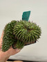 Euphorbia obesa hybrid 3.5" Pots - Old stock plants! 5 available!