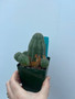 Euphorbia obesa hybrid 3.5" Pots - Old stock plants! 5 available!