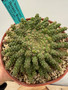 Euphorbia medusoid hybrid 6" Pot C