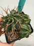 Euphorbia horrida v. horrida 5" Pot A - Seedgrown!