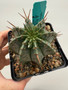 Euphorbia horrida v. horrida 5" Pot C - Seedgrown!