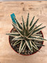 Agave victoria-reginae 'White Rhino' 8" Pot