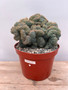 Myrtillocactus cristata 8" Pot