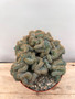 Myrtillocactus cristata 8" Pot
