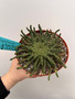 Euphorbia "Medusoid Hybrid" 6" Pot E