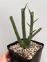Adenia globosa x venenata 5" Pot