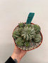 Euphorbia hybrid 6" Pot 4