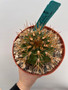 Gymnocalycium eurypleurum 6" Pot A