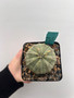 Euphorbia obesa 5" Pot B