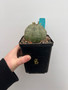 Euphorbia obesa 5" Pot B