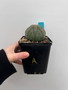 Euphorbia obesa 5" Pot A