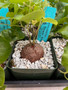 Dioscorea elephantipes 3.5" Pots