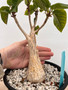 Ficus palmeri 1 Gallon Pot A - Hard Grown Specimen!