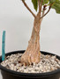 Ficus palmeri 1 Gallon Pot A - Hard Grown Specimen!