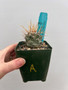 Thelocactus lophothele var. nidulans 3.5" Pot A