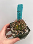 Melocactus warasii Variegata 3.5" Pot